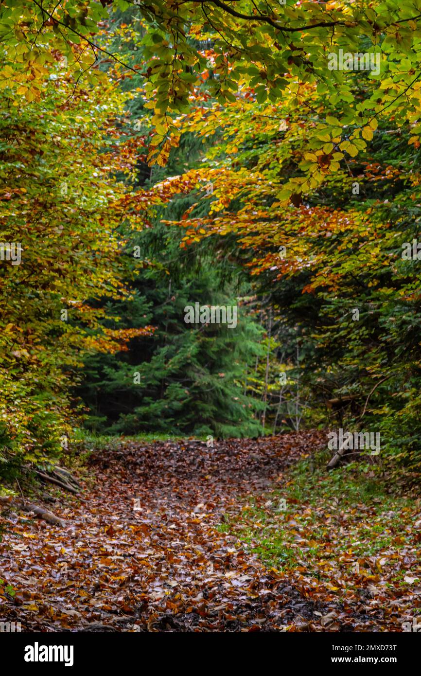 Grands arbres des forêts carpates, réserve naturelle des Carpates, forêts ukrainiennes et réserves. Paysage d'automne dans la forêt. Banque D'Images