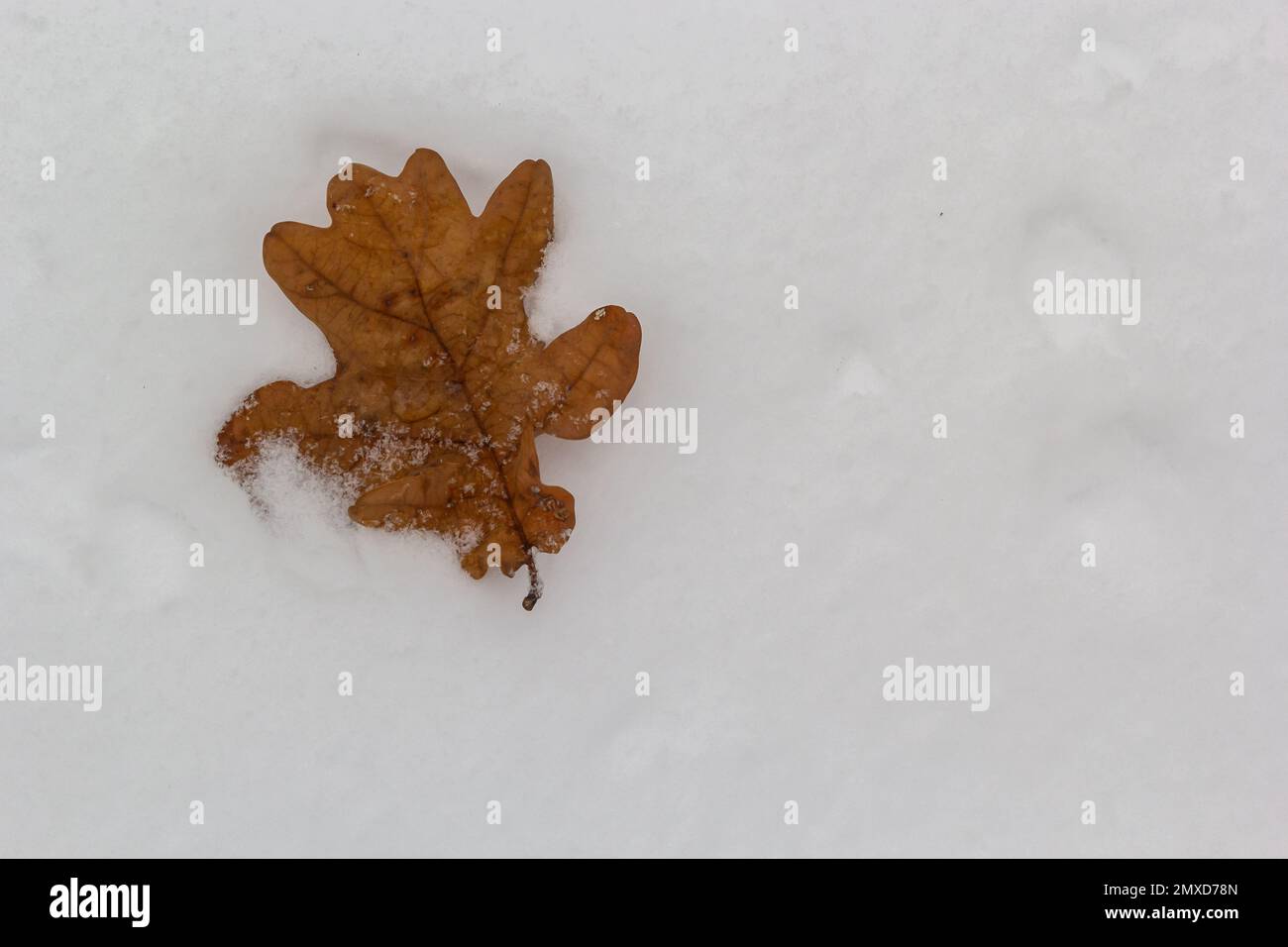 Feuilles de chêne d'automne isolées sur fond de neige blanc flou, feuilles de chêne orange sur fond de neige naturel, première neige, feuilles de chêne isolées sur neige, mer Banque D'Images