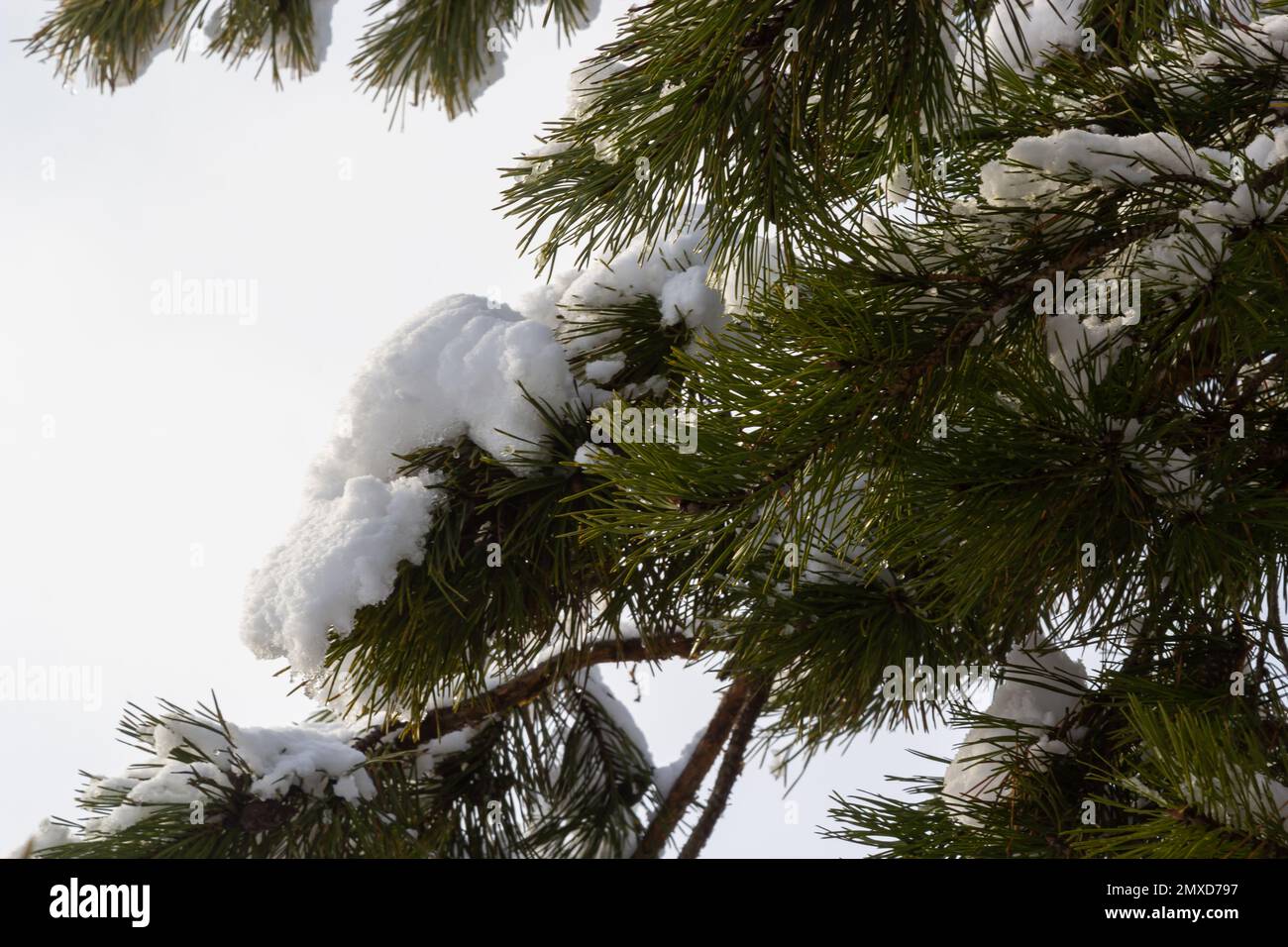 aiguilles de pin vert recouvertes de neige macro. Arrière-plan d'hiver naturel extérieur. Banque D'Images
