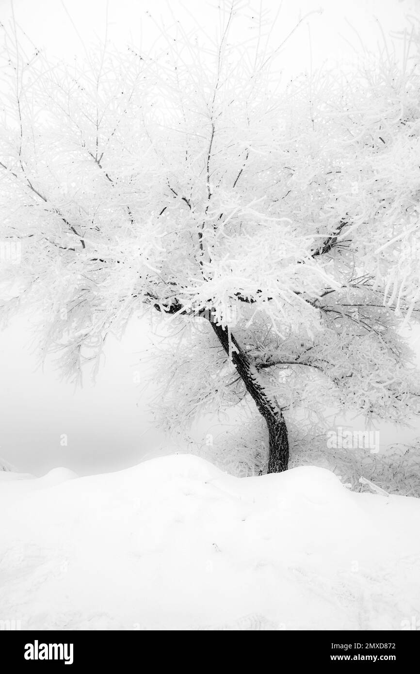 Magnifique paysage en Chine. Il faisait extrêmement froid entre -20 et -30 degrés Celsius. Ça me rappelle un hiver blanc ou un Noël Banque D'Images