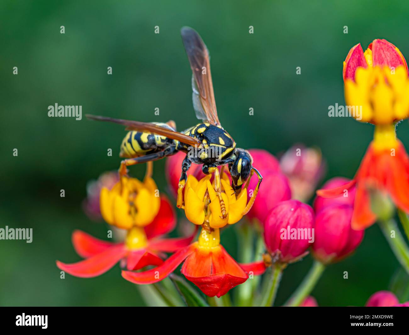 La jaquette jaune est le nom courant en Amérique du Nord pour les guêpes sociales prédateurs des genres Vespula et Dolichovespula. Banque D'Images