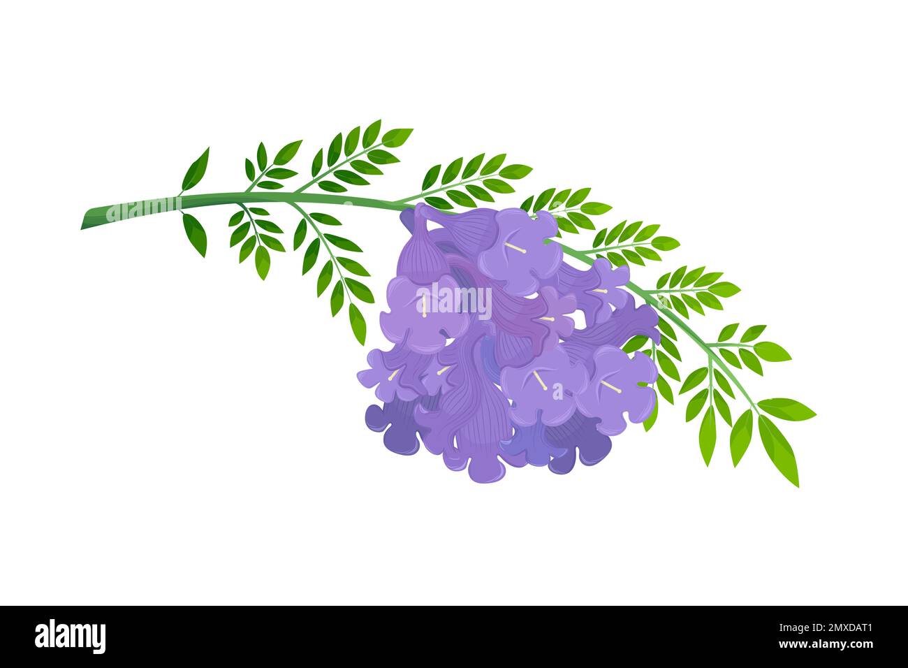 Jacaranda Mimosifolia, fleurs violettes et feuilles sur la branche. Illustration de Vecteur