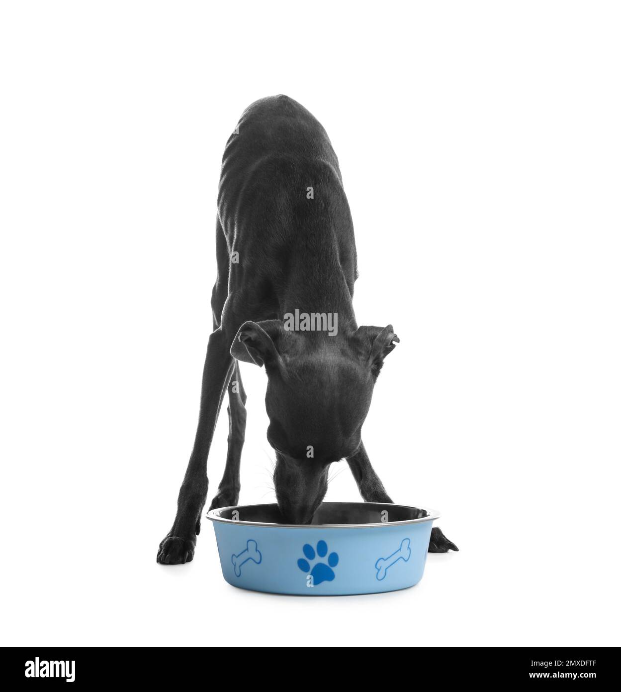 Chien Greyhound italien mangeant dans un bol sur fond blanc Banque D'Images