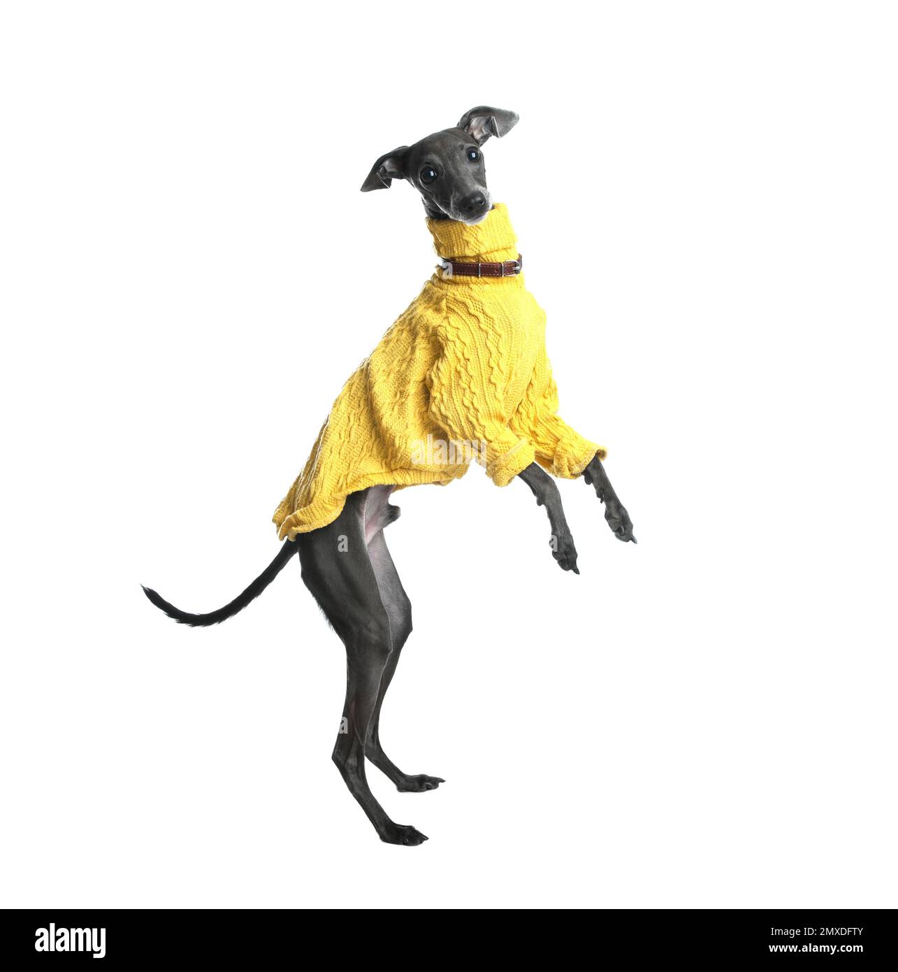 Chien Greyhound italien portant un chandail sur fond blanc Banque D'Images