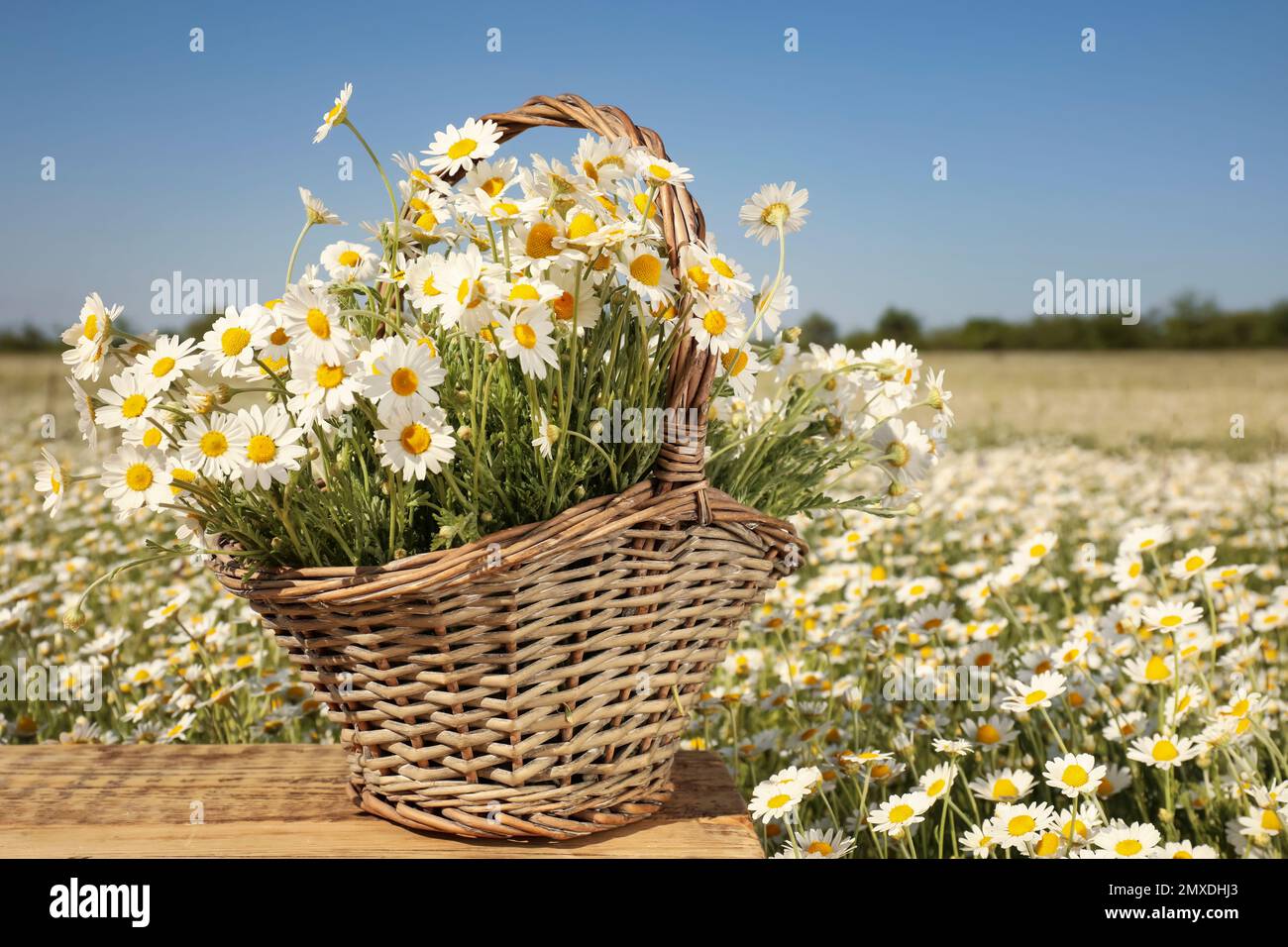 Panier avec de belles chamomiles sur table en bois dans le champ Banque D'Images