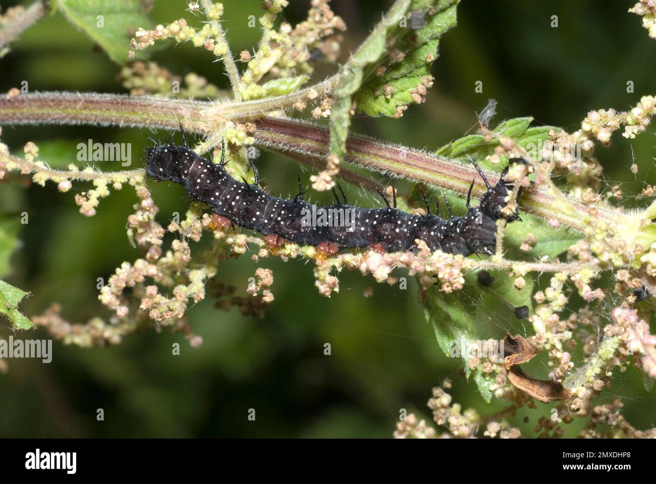 Peacock Butterfly Caterpillar Banque D'Images
