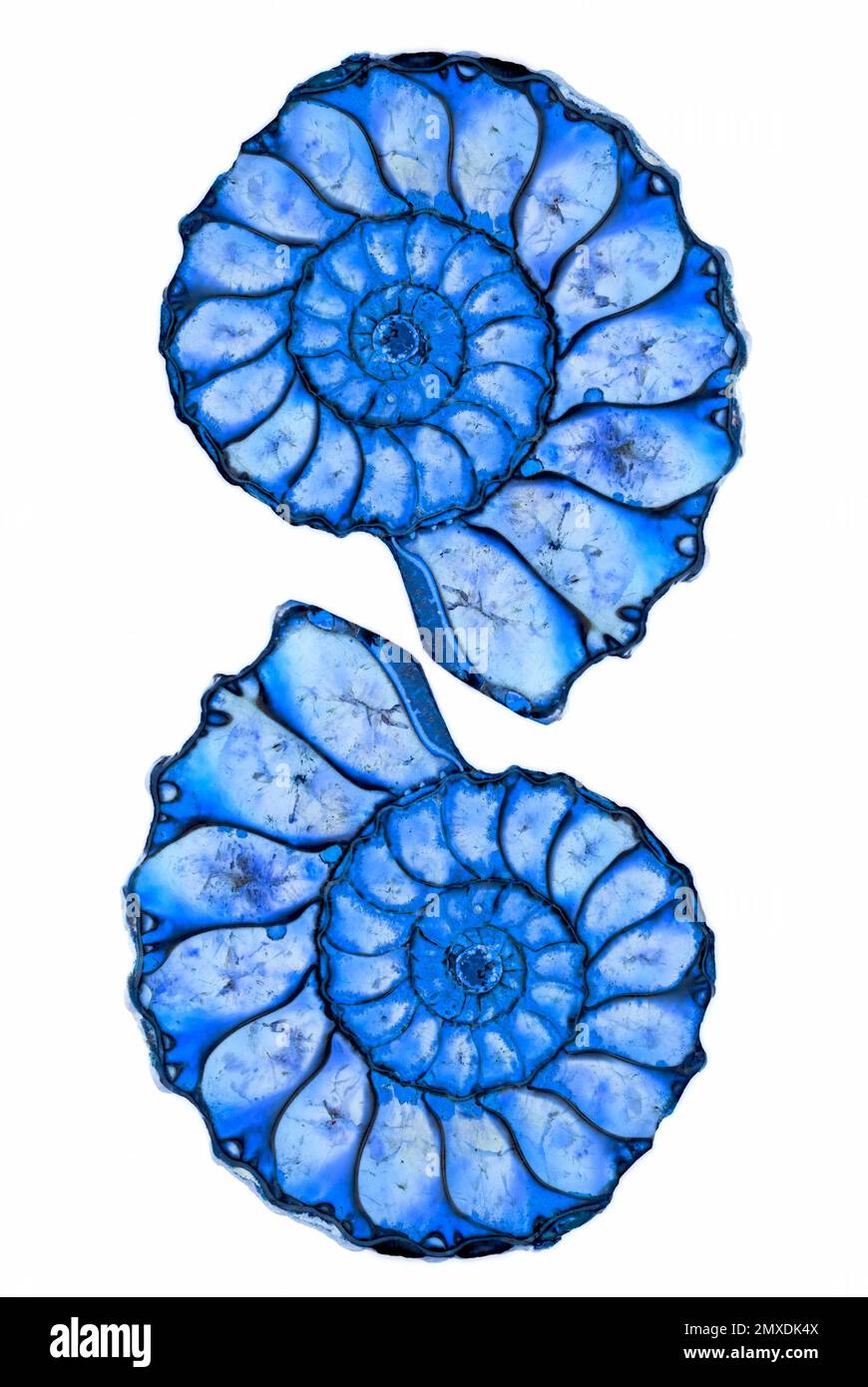 Ammonites Banque D'Images