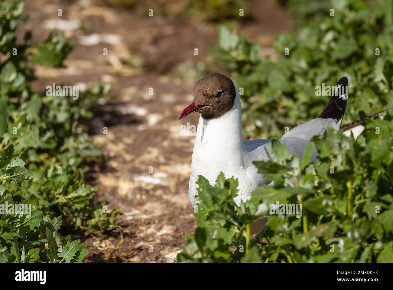 Gros plan d'un mouette à tête noire dans les îles Farne, Northumberland Banque D'Images