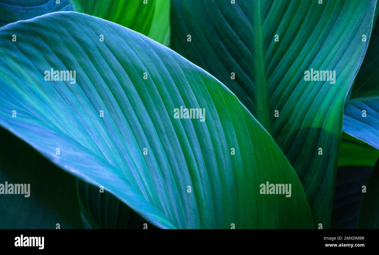 vue de dessus exotique frais vert texture de congé plante tropicale de spathiphyllum cannifolium en bleu clair lueur fond sombre.idée pour la feuille botanique Banque D'Images