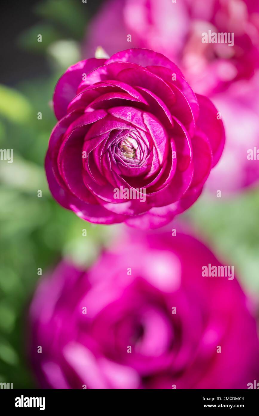 Vue de dessus d'une fleur de coupe de beurre rose vif, fond de printemps Banque D'Images