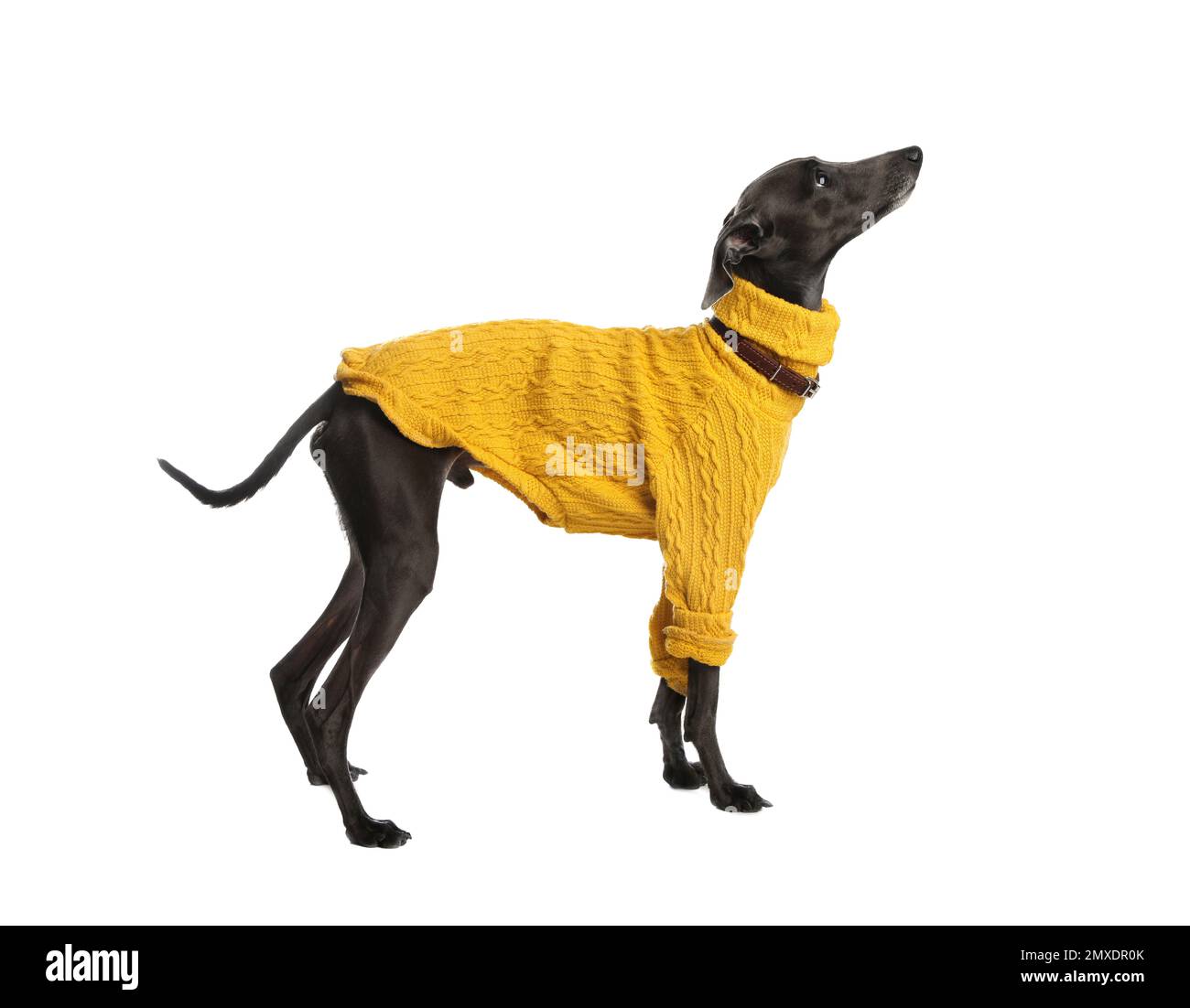 Chien Greyhound italien portant un chandail sur fond blanc Banque D'Images
