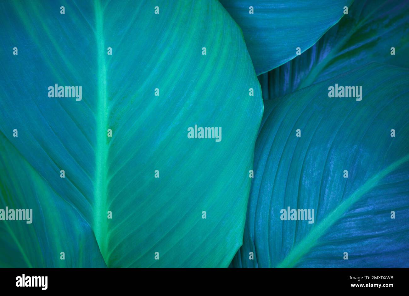 vue de dessus exotique frais vert texture de congé plante tropicale de spathiphyllum cannifolium en bleu clair lueur fond sombre.idée pour la feuille botanique Banque D'Images