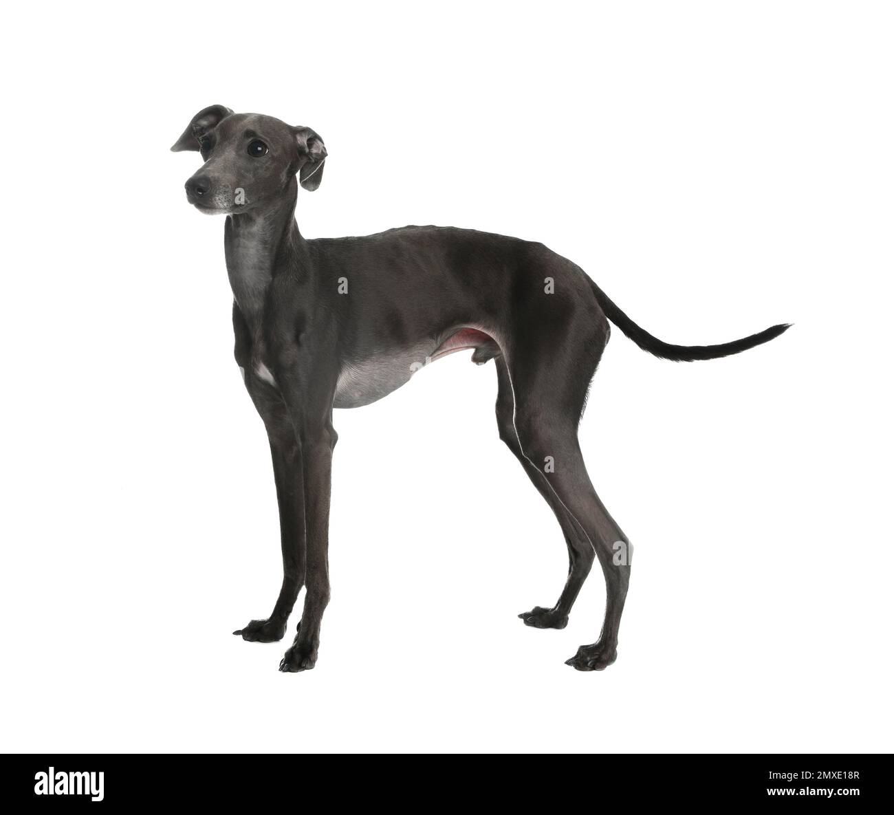 Joli chien Greyhound italien sur fond blanc Banque D'Images