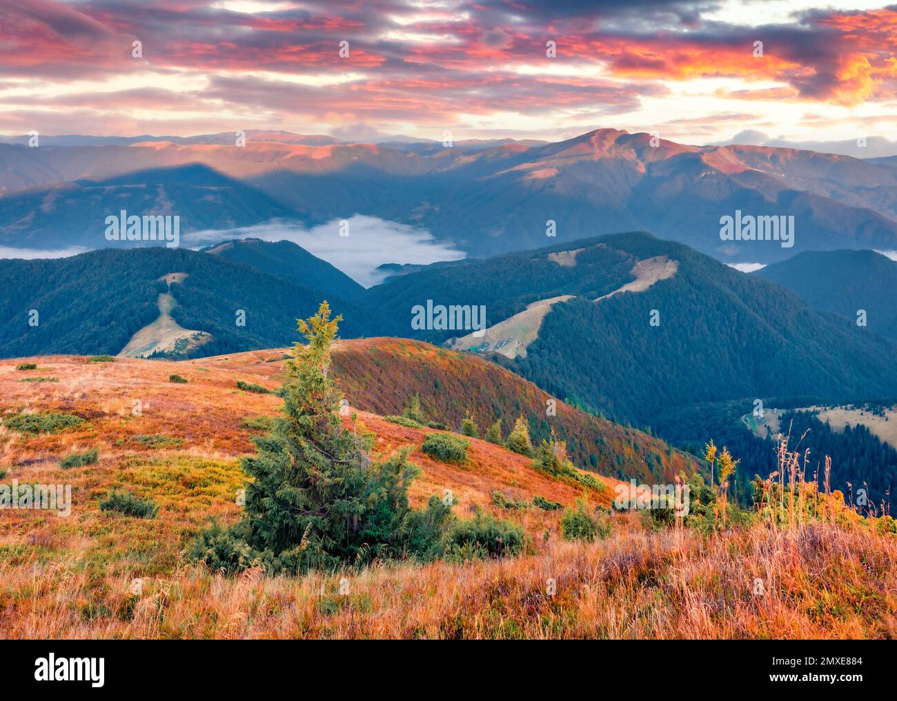 Magnifique paysage d'automne. Vue spectaculaire du matin sur les montagnes carpathes, l'Ukraine, l'Europe. Captivante vallée de montagne en septembre. Beauté de natur Banque D'Images