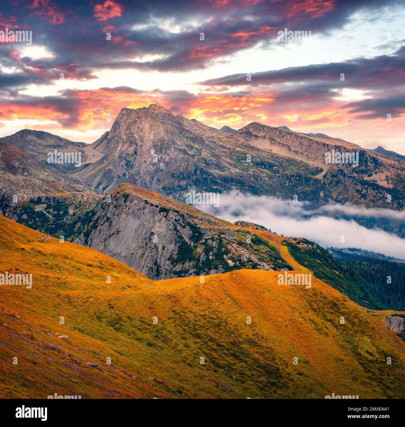 Vue à couper le souffle de l'automne depuis le haut du col Rolle. Fantastique scène matinale des Dolomites. Paysage brumeux de la vallée de la montagne, province de Trentin, Ital Banque D'Images
