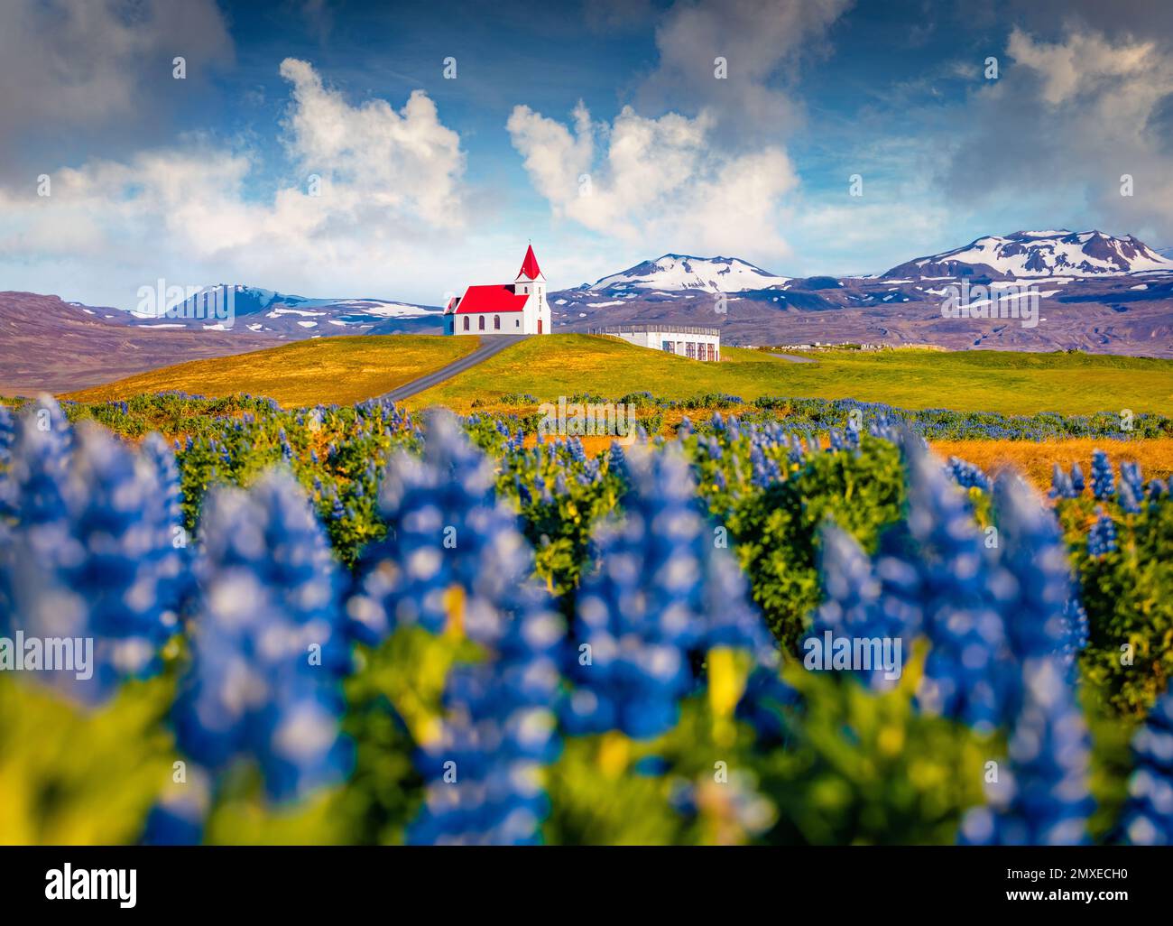 Magnifique paysage d'été. Magnifique vue du matin sur l'église emblématique - Ingjaldsholl. Incroyable scène d'été de l'Islande avec champ de lupin en fleur flux Banque D'Images