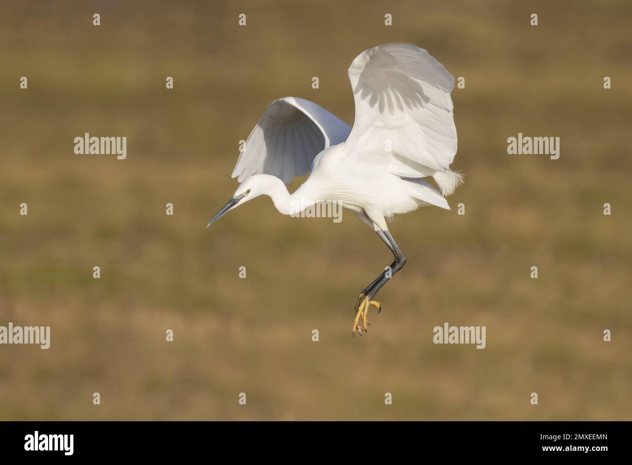 L'Aigrette garzette arrivant sur la terre Banque D'Images