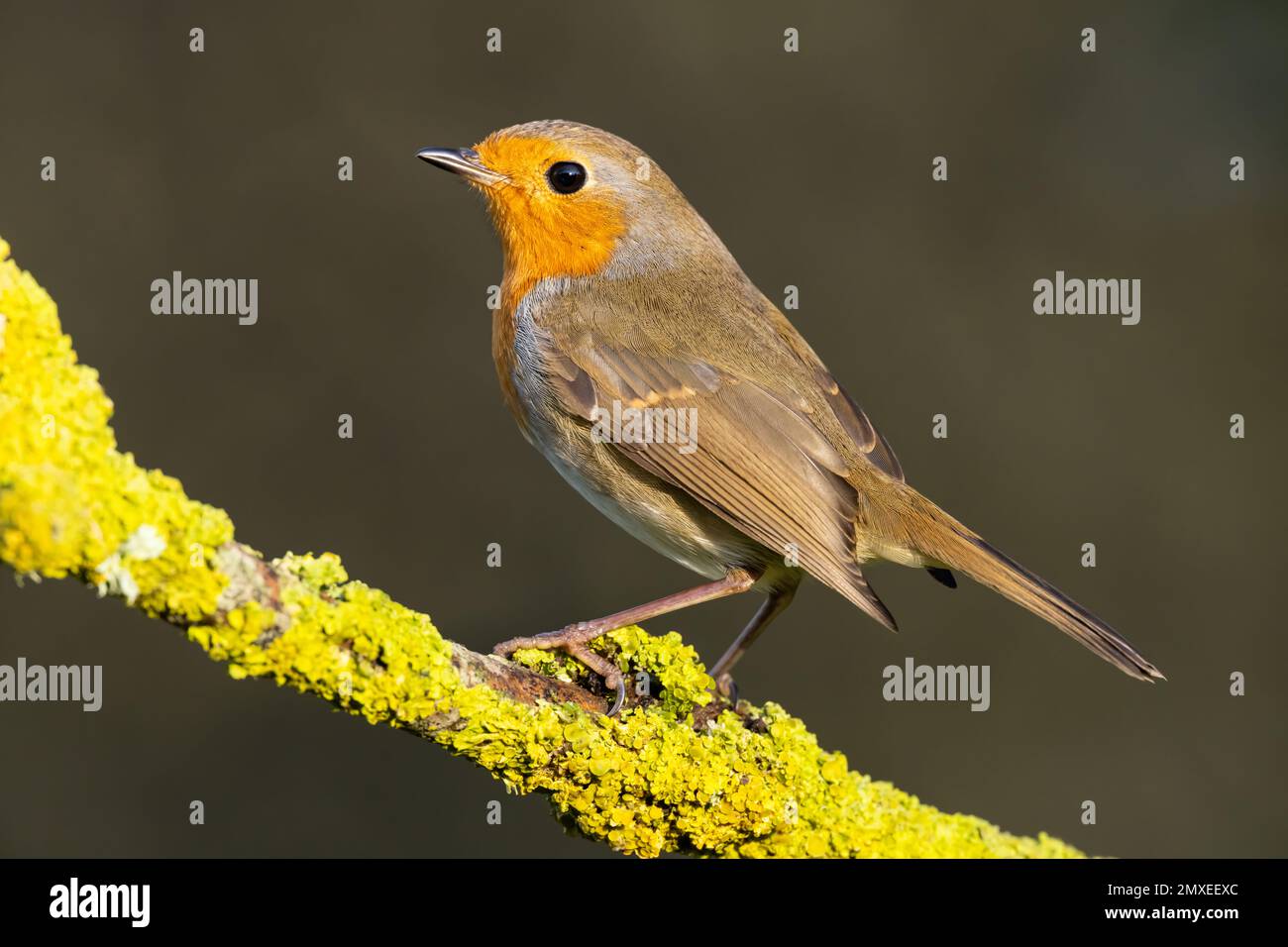 Robin perché sur une branche couverte de lichen Banque D'Images