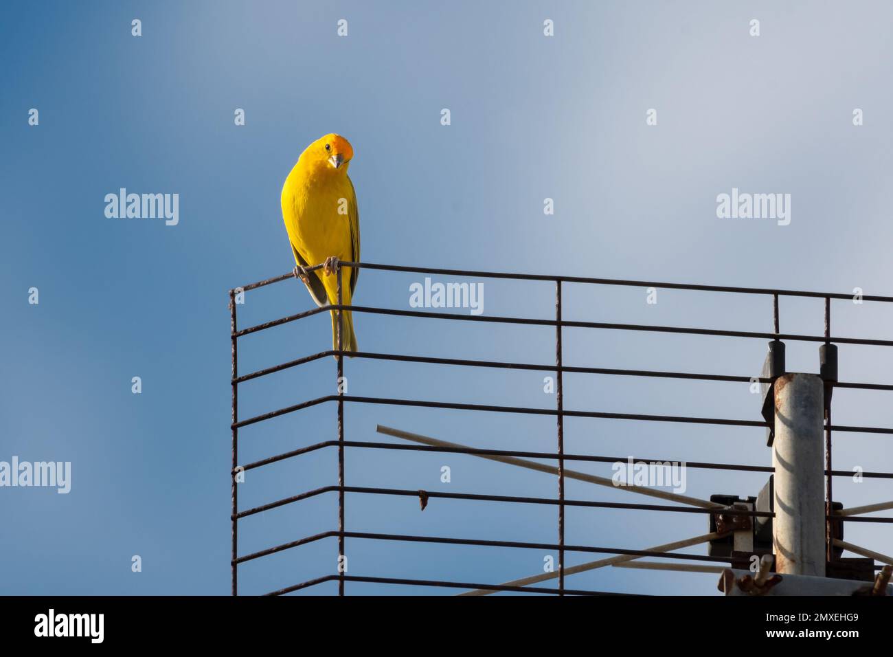 Petit Finch Saffron jaune perché sur une antenne en plein soleil. Banque D'Images