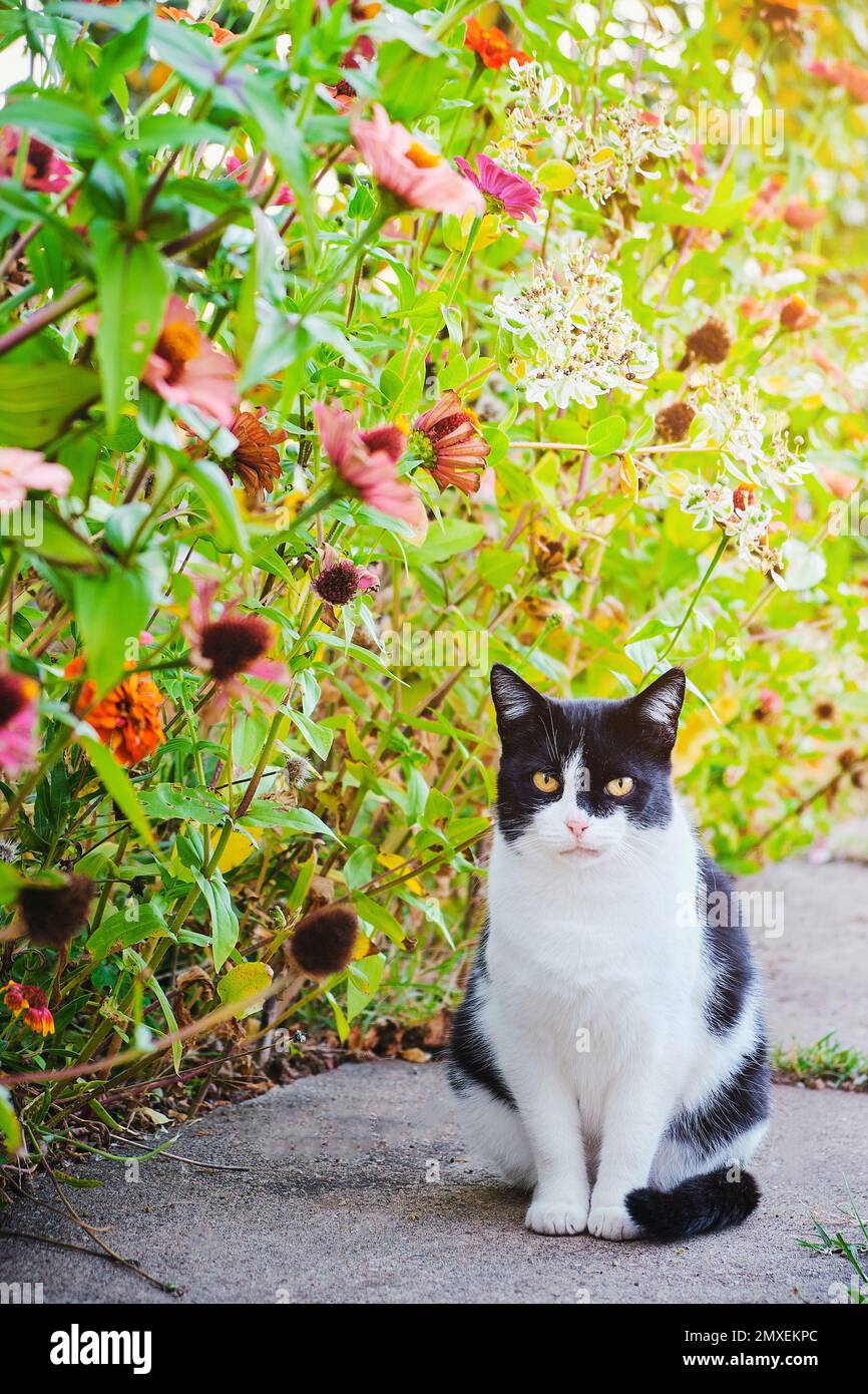 Animal domestique mignon de chat dans le jardin fleuri Banque D'Images