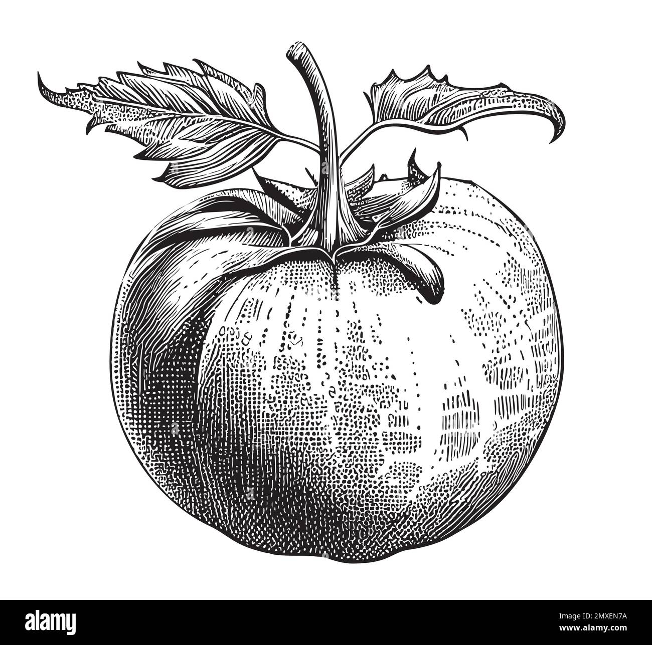 Tomate noir et blanc dessin à la main illustration légumes Illustration de Vecteur