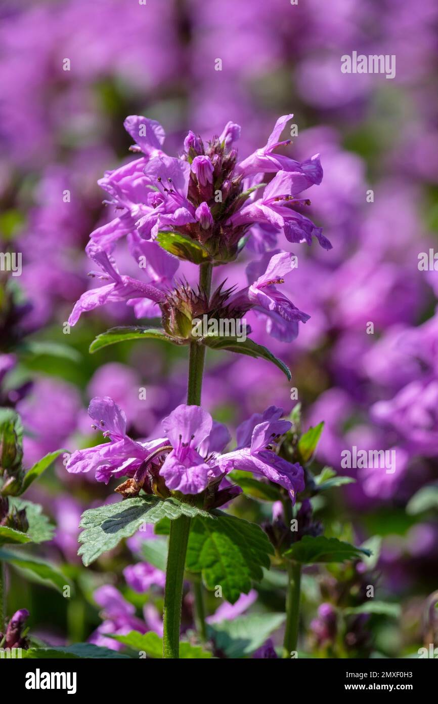 Betony, Betonica matrantha Superba, stachys matrantha superba, épis violets, fleurs en forme de trompette Banque D'Images