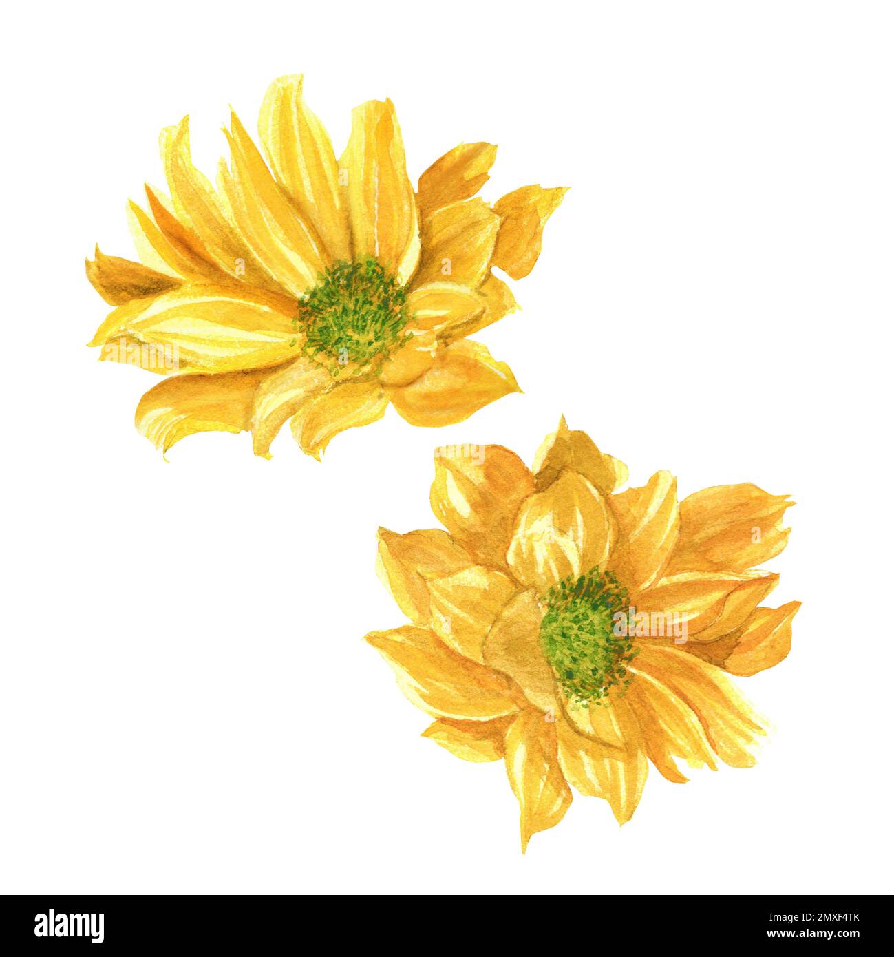 Têtes de fleurs de chrysanthème jaunes d'aquarelle dessinées à la main. Une petite partie de l'ensemble de grandes FLEURS Banque D'Images