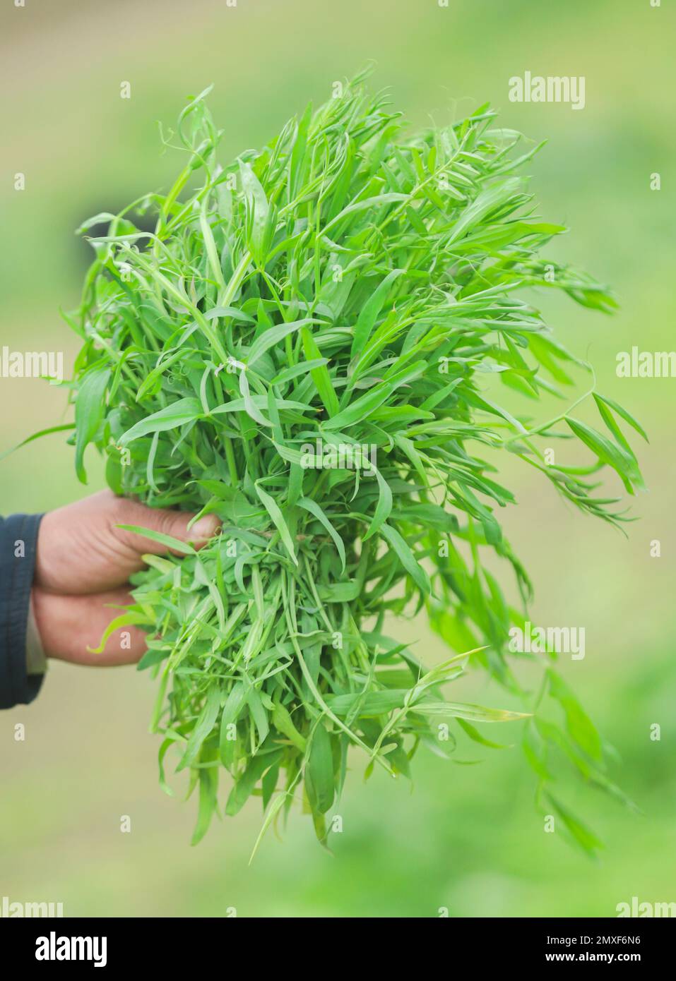 Bouquet de pois d'herbe comestible à la main du fermier Banque D'Images