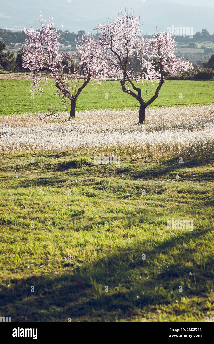 Champs de Matarrya. Une région de la province de Teruel, Espagne Banque D'Images