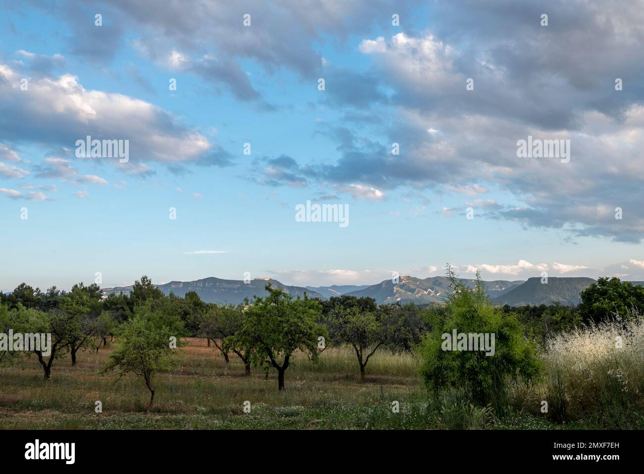 Champs de Matarrya. Une région de la province de Teruel, Espagne Banque D'Images