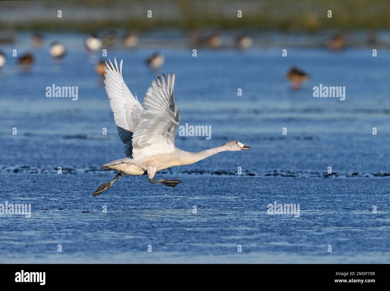 Le cygne de Bewick - Cygnus columbianus Banque D'Images