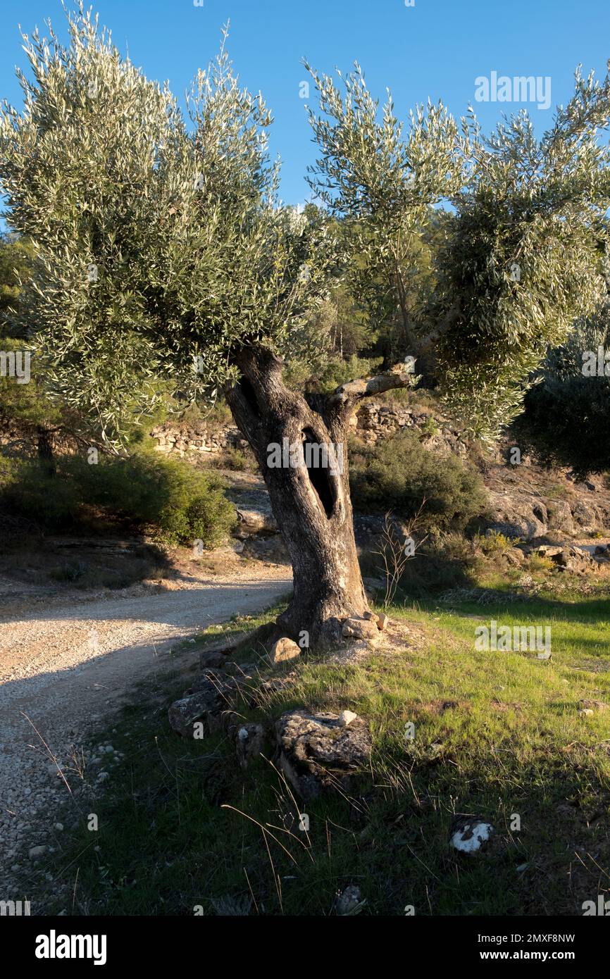 Champs de Matarrya. Une région de la province de Teruel, Espagne Banque D'Images