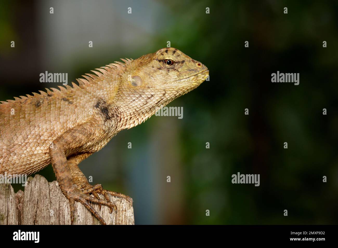 Image de caméléon marron sur les souches sur fond naturel. Reptile. Animal. Banque D'Images