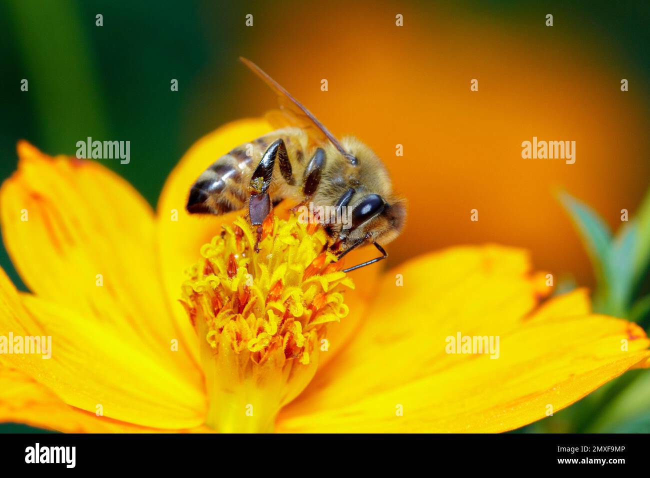 Image de l'abeille ou de l'abeille sur la fleur jaune recueille le nectar. Abeille dorée sur pollen de fleur. Insecte. Animal Banque D'Images