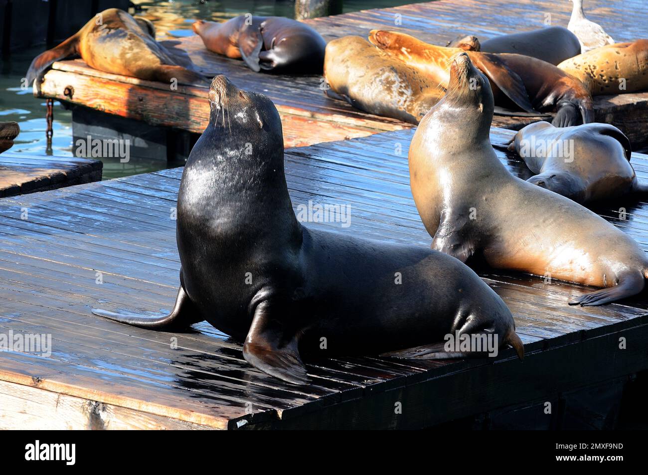 Bains de soleil sereins : un charmant lion de mer profitant de la chaleur sur une jetée à San Francisco, se prélasser dans l'étreinte dorée du soleil Banque D'Images