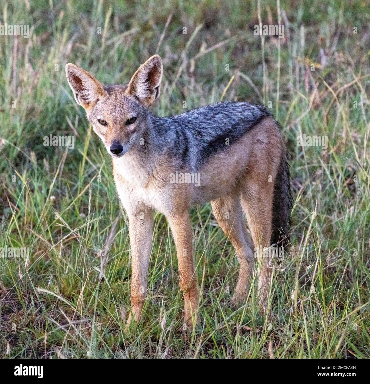 Jackal à dos noir (Canis mesomelas), réserve nationale de Masai Mara, Kenya Banque D'Images