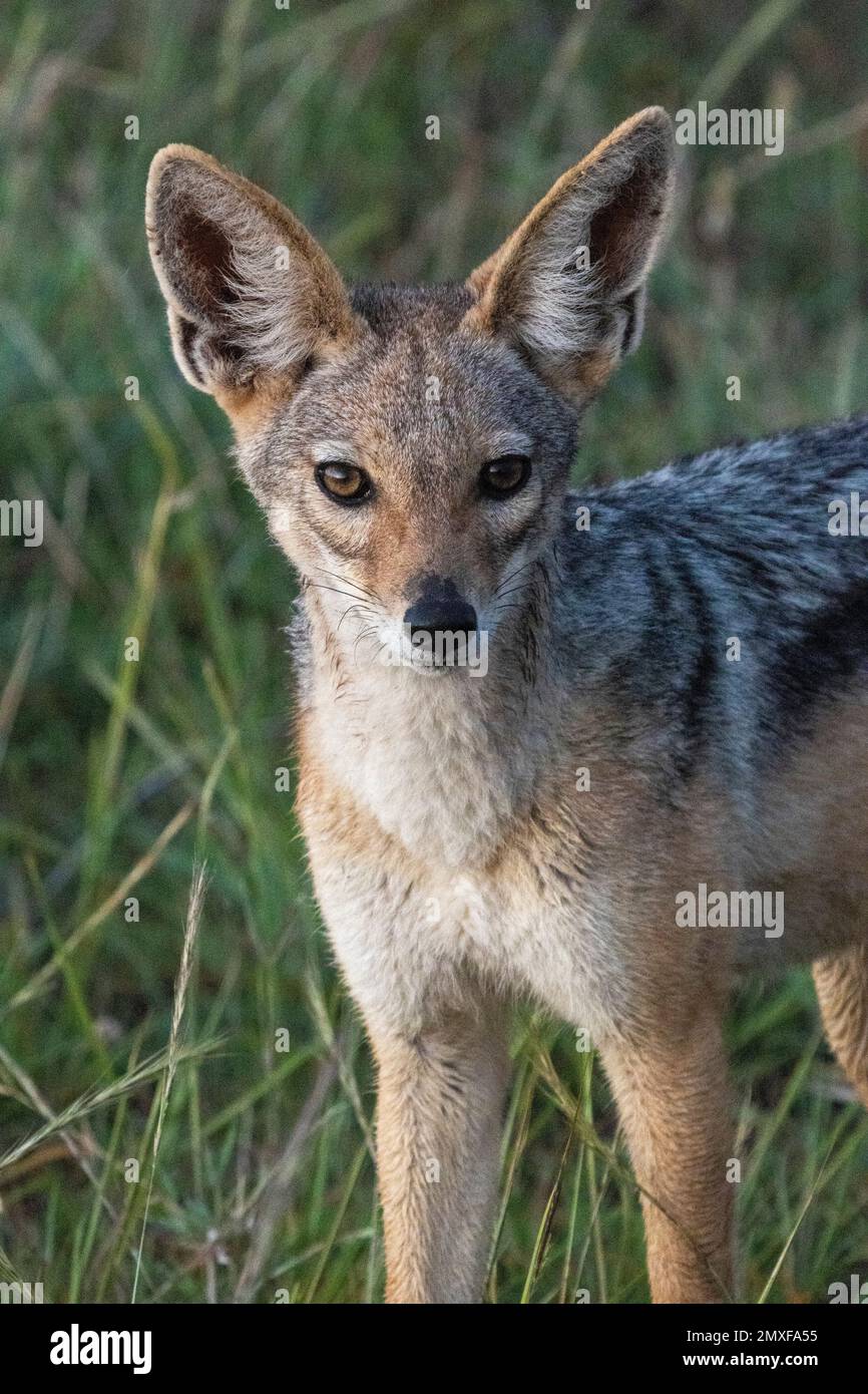 Jackal à dos noir (Canis mesomelas), réserve nationale de Masai Mara, Kenya Banque D'Images