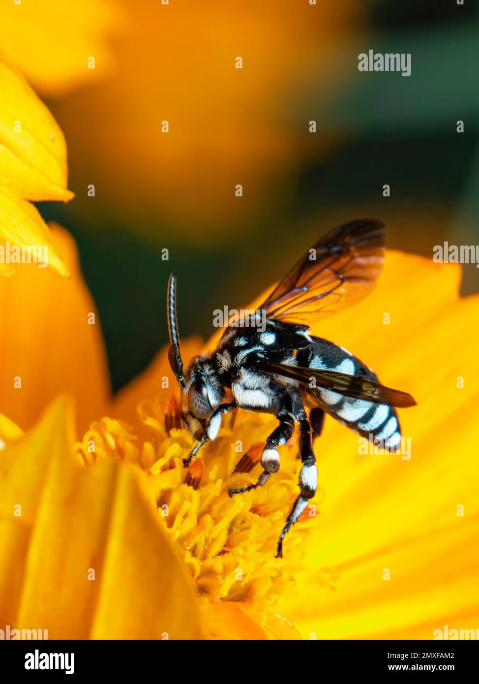 Image de l'abeille fluo (Thyreus nitidulus) sur le pollen de fleur jaune recueille le nectar sur un fond naturel. Insecte. Animal. Banque D'Images