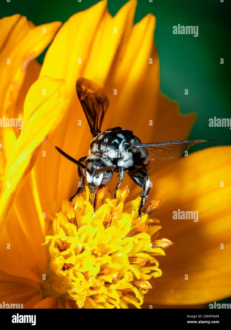Image de l'abeille fluo (Thyreus nitidulus) sur le pollen de fleur jaune recueille le nectar sur un fond naturel. Insecte. Animal. Banque D'Images