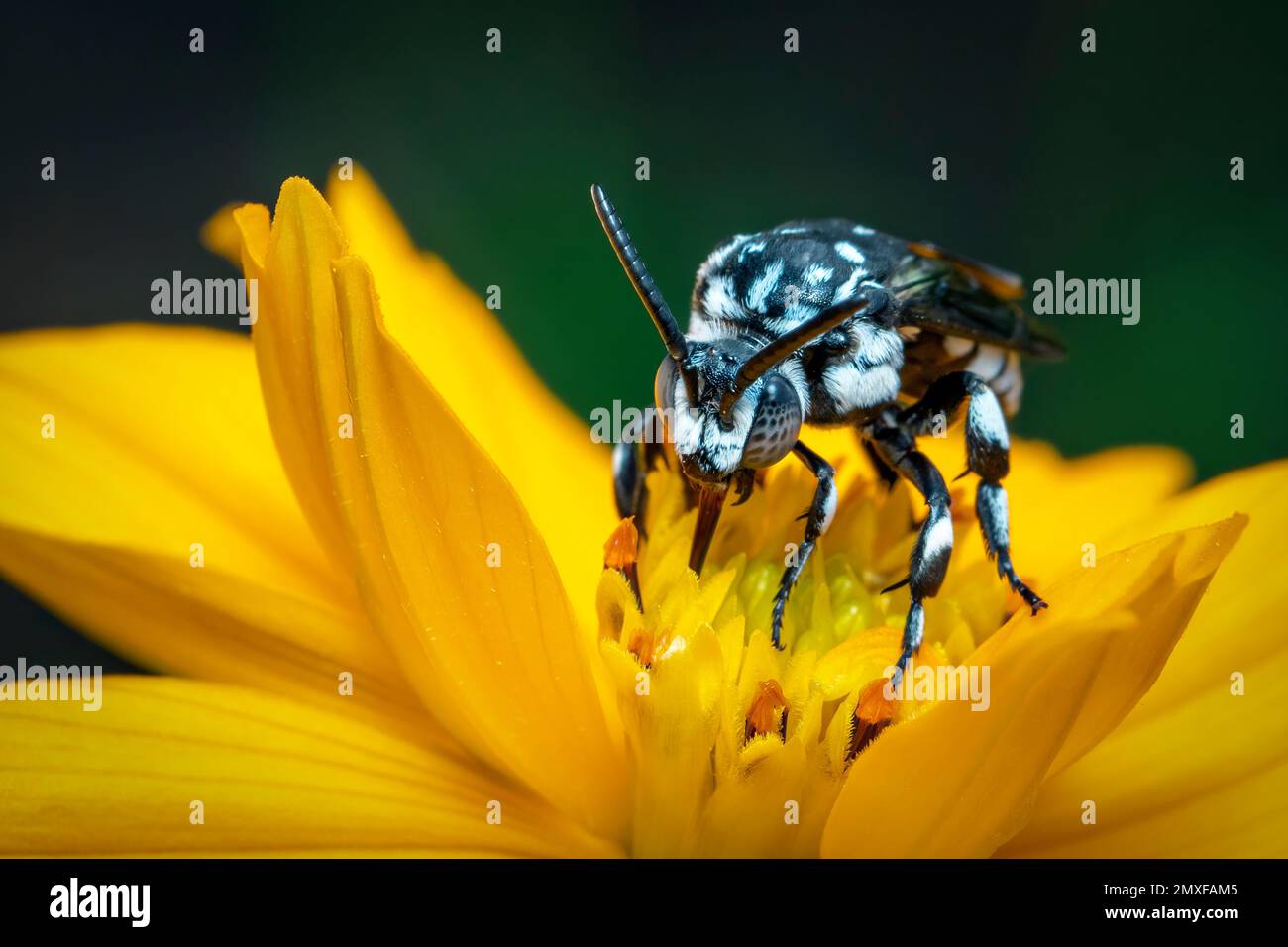 Image de l'abeille fluo (Thyreus nitidulus) sur le pollen de fleur jaune recueille le nectar sur un fond naturel. Insecte. Animal. Banque D'Images