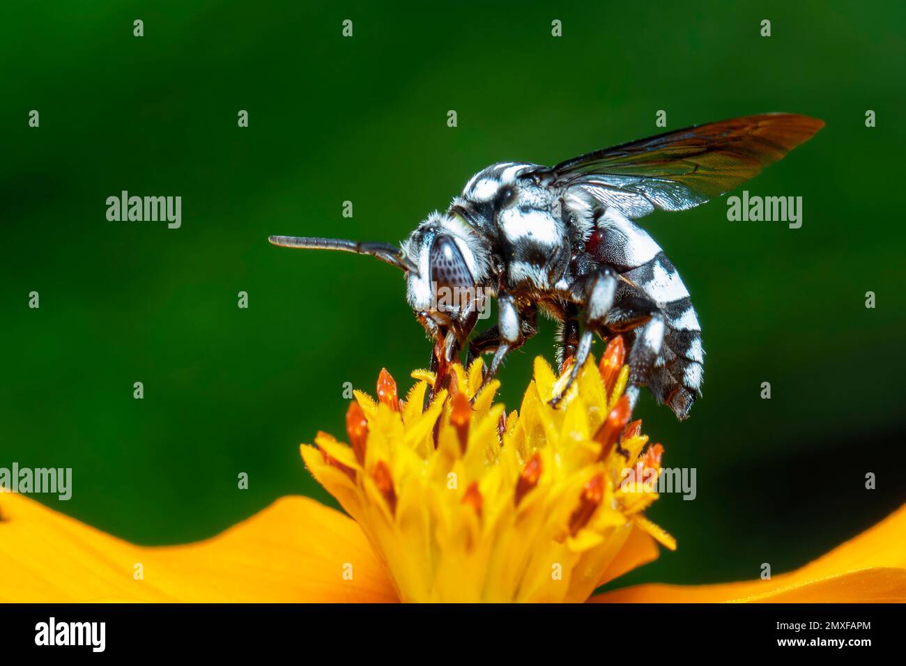 Image de l'abeille fluo (Thyreus nitidulus) sur le pollen de fleur jaune recueille le nectar sur un fond naturel. Insecte. Animal. Banque D'Images