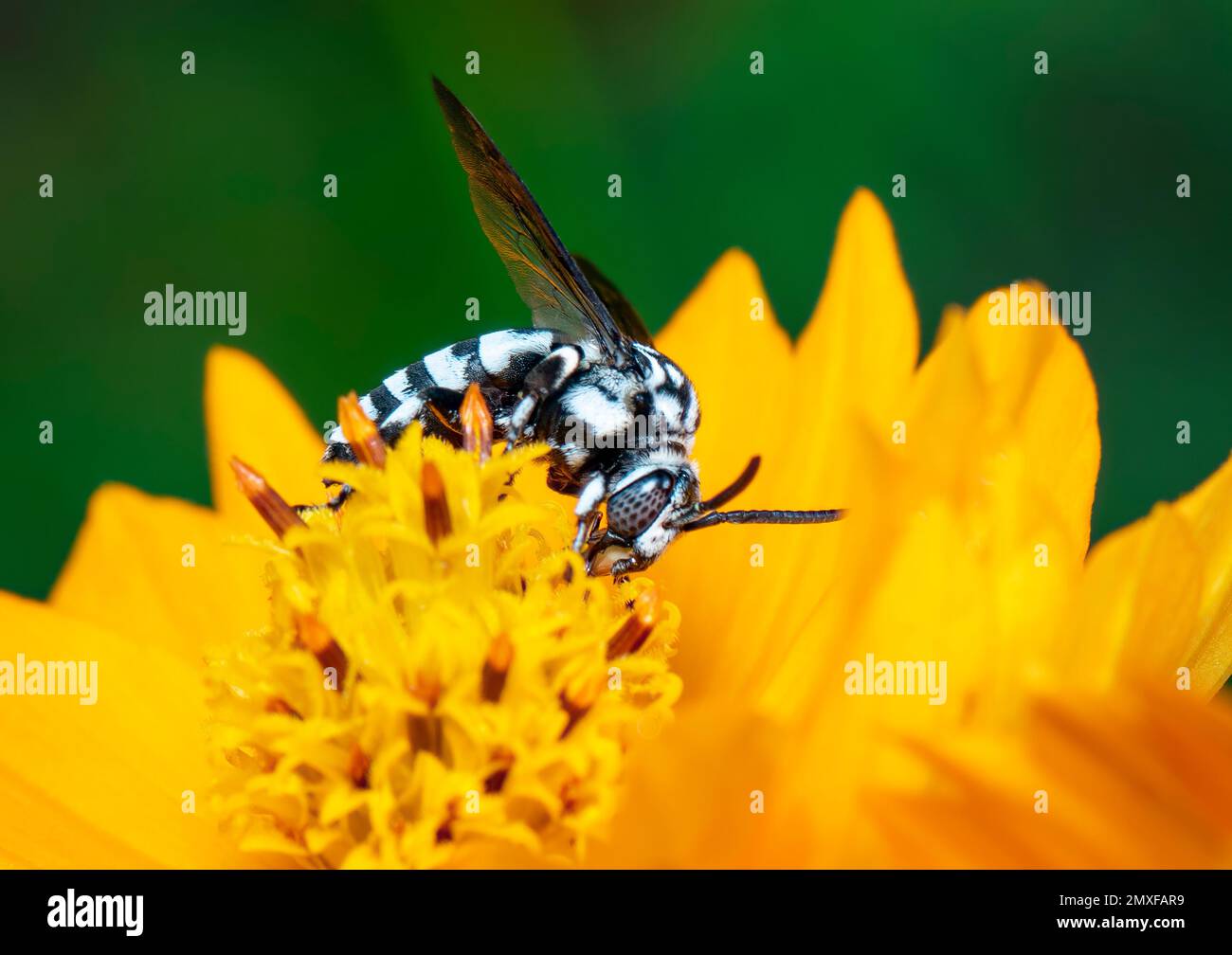 Image de l'abeille fluo (Thyreus nitidulus) sur le pollen de fleur jaune recueille le nectar sur un fond naturel. Insecte. Animal. Banque D'Images
