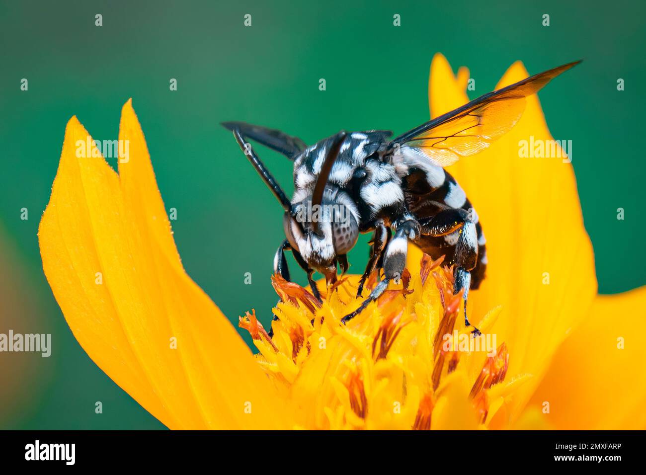 Image de l'abeille fluo (Thyreus nitidulus) sur le pollen de fleur jaune recueille le nectar sur un fond naturel. Insecte. Animal. Banque D'Images