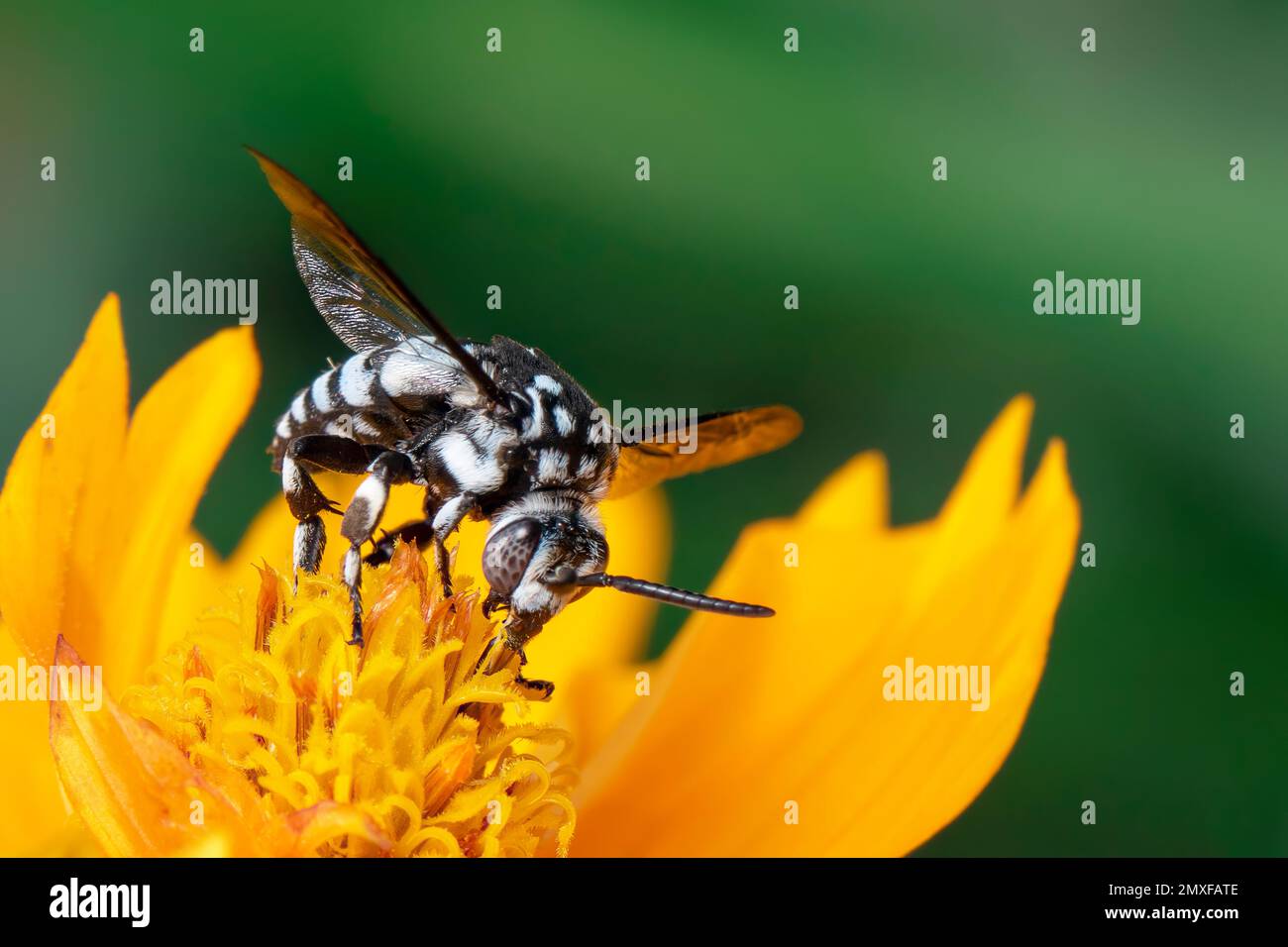 Image de l'abeille fluo (Thyreus nitidulus) sur le pollen de fleur jaune recueille le nectar sur un fond naturel. Insecte. Animal. Banque D'Images