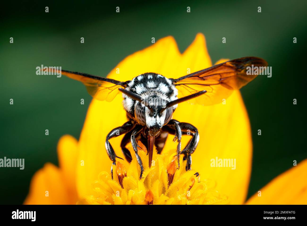 Image de l'abeille fluo (Thyreus nitidulus) sur le pollen de fleur jaune recueille le nectar sur un fond naturel. Insecte. Animal. Banque D'Images
