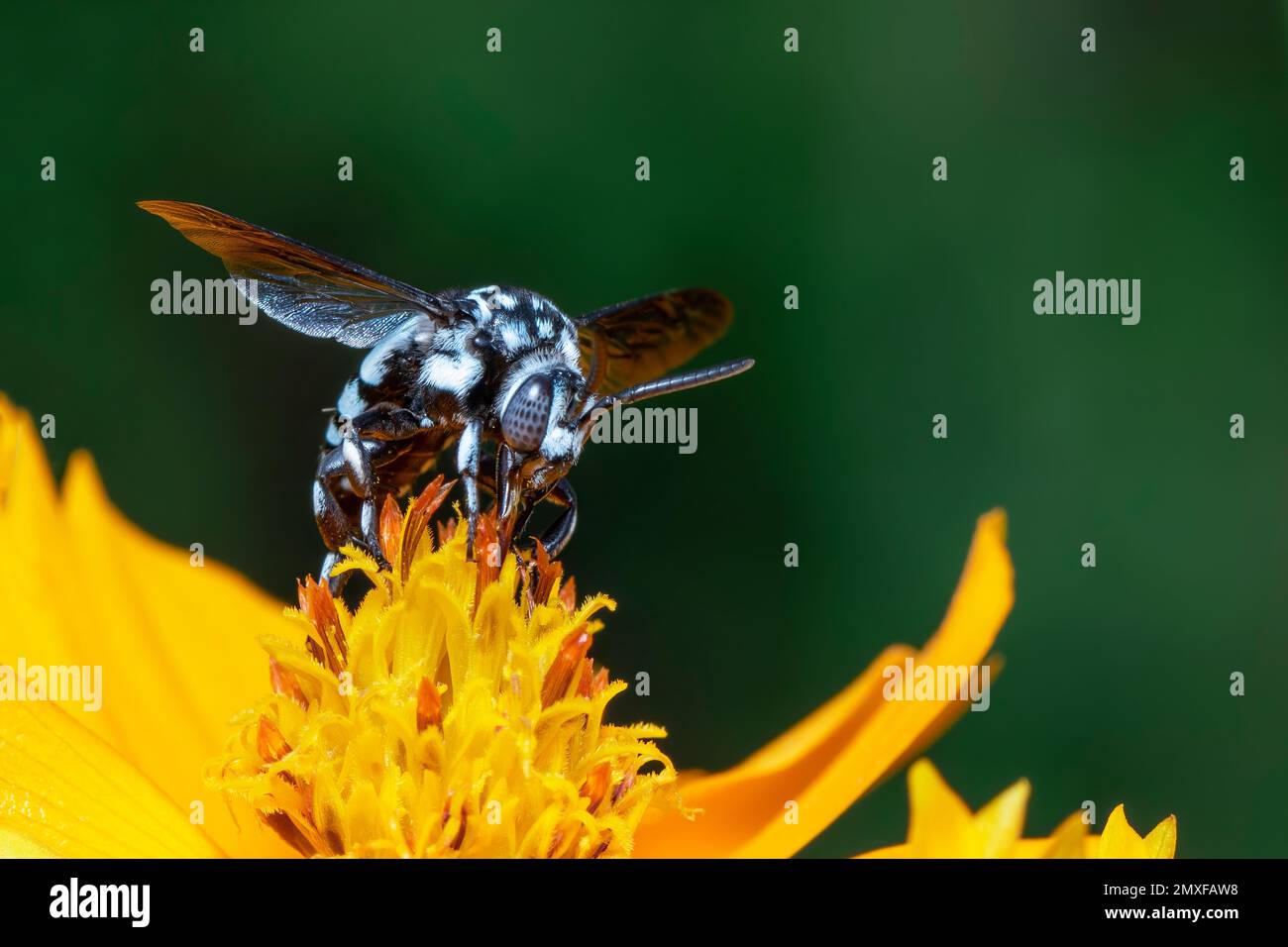 Image de l'abeille fluo (Thyreus nitidulus) sur le pollen de fleur jaune recueille le nectar sur un fond naturel. Insecte. Animal. Banque D'Images