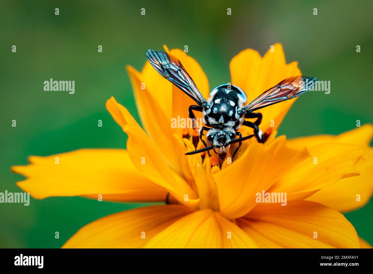 Image de l'abeille fluo (Thyreus nitidulus) sur le pollen de fleur jaune recueille le nectar sur un fond naturel. Insecte. Animal. Banque D'Images