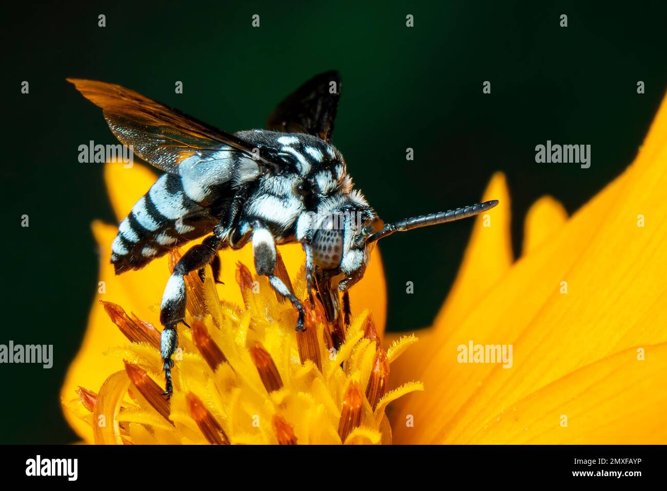 Image de l'abeille fluo (Thyreus nitidulus) sur le pollen de fleur jaune recueille le nectar sur un fond naturel. Insecte. Animal. Banque D'Images