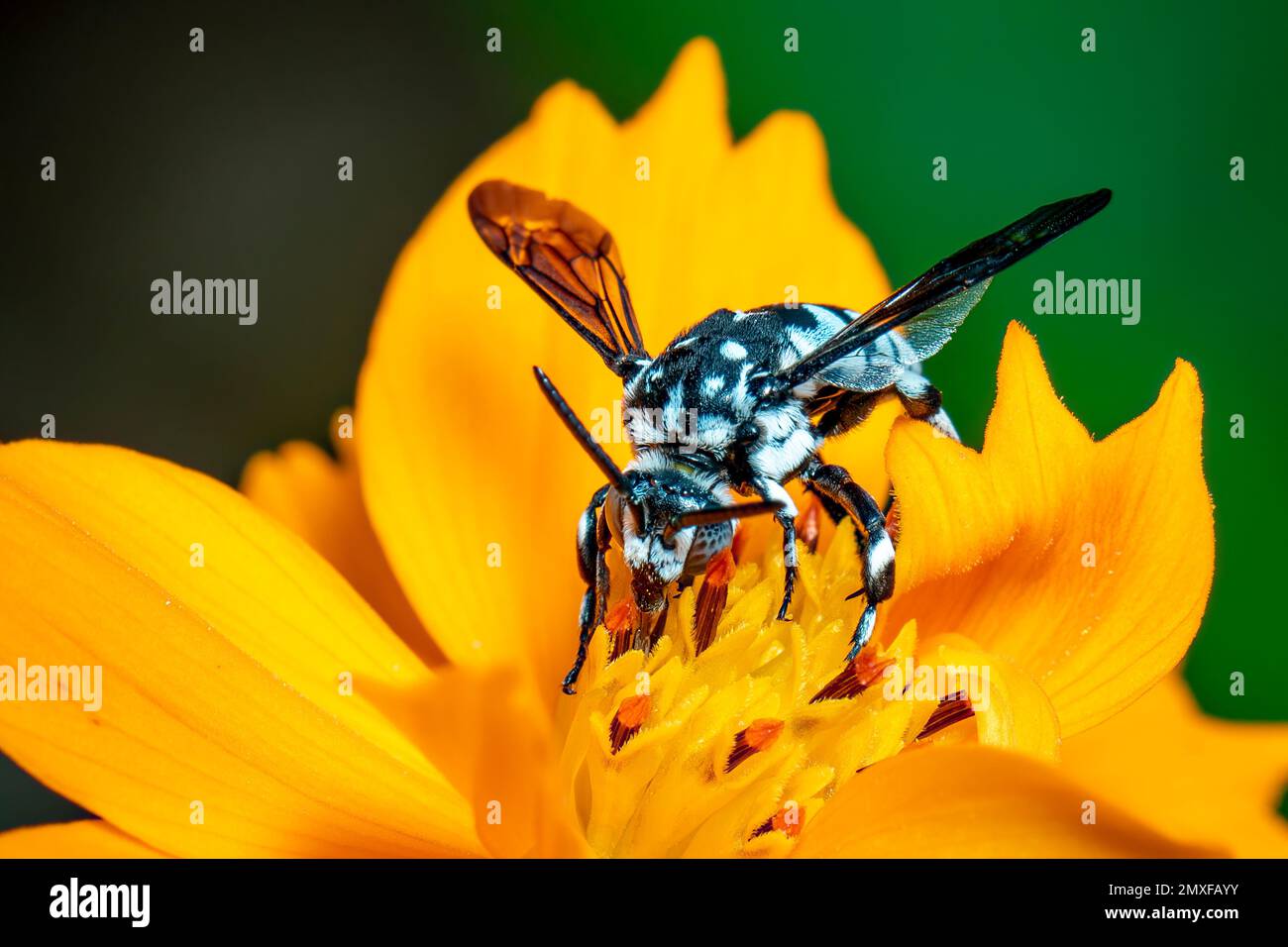 Image de l'abeille fluo (Thyreus nitidulus) sur le pollen de fleur jaune recueille le nectar sur un fond naturel. Insecte. Animal. Banque D'Images