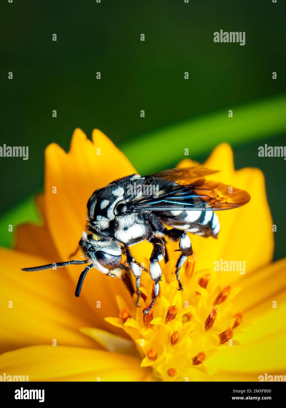 Image de l'abeille fluo (Thyreus nitidulus) sur le pollen de fleur jaune recueille le nectar sur un fond naturel. Insecte. Animal. Banque D'Images